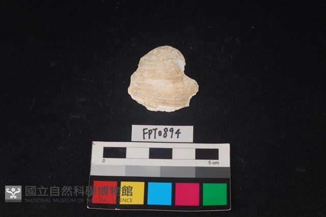 貝殼藏品圖，第1張
