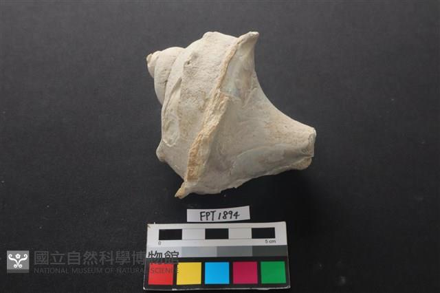 貝殼藏品圖，第1張