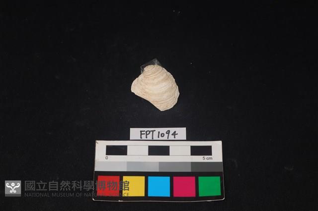 貝殼藏品圖，第1張