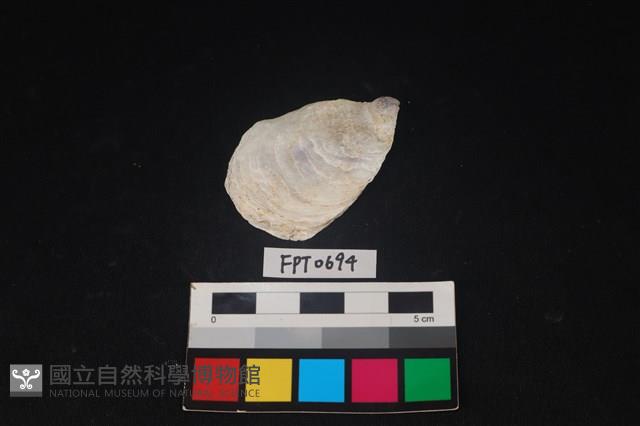 貝殼藏品圖，第1張