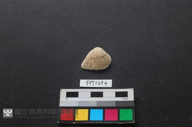 貝殼藏品圖，第1張