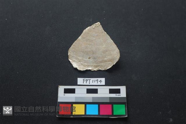 貝殼藏品圖，第1張