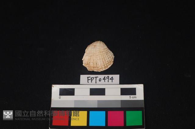 貝殼藏品圖，第1張