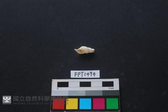 貝殼藏品圖，第1張