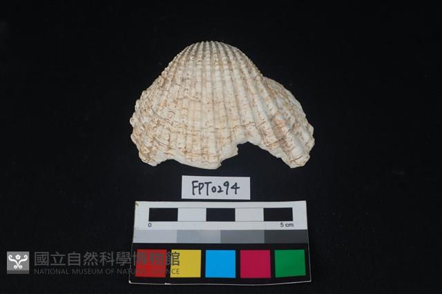 貝殼藏品圖，第1張