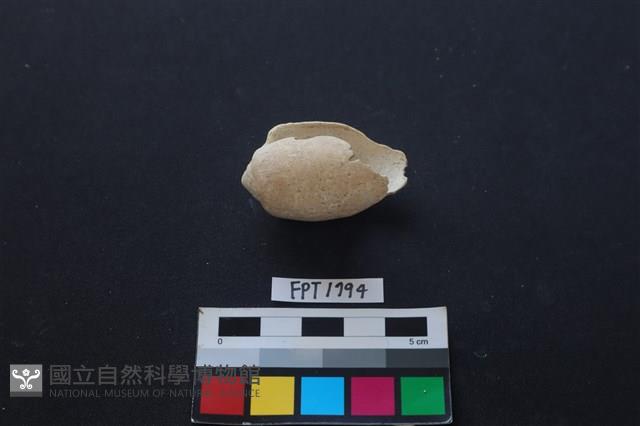 貝殼藏品圖，第1張