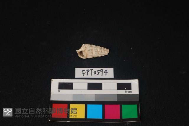 貝殼藏品圖，第1張