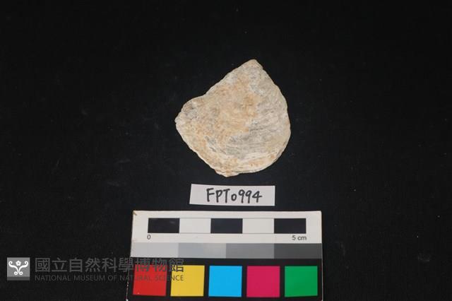 貝殼藏品圖，第1張