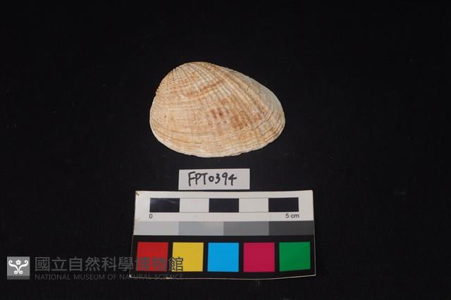 貝殼藏品圖，第1張
