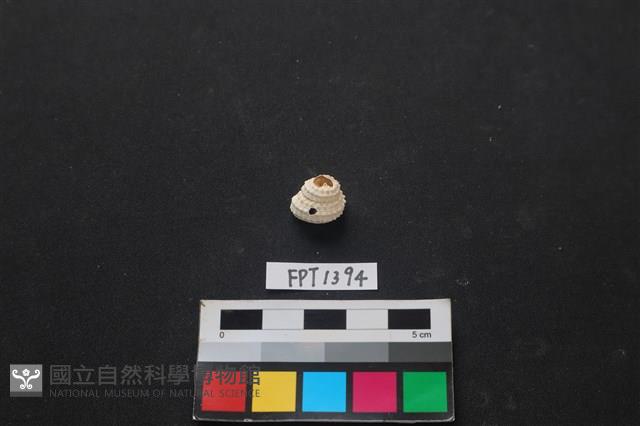 貝殼藏品圖，第1張