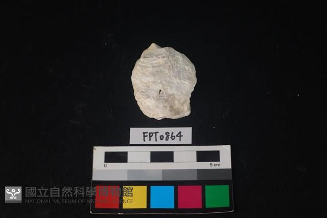 貝殼藏品圖，第1張