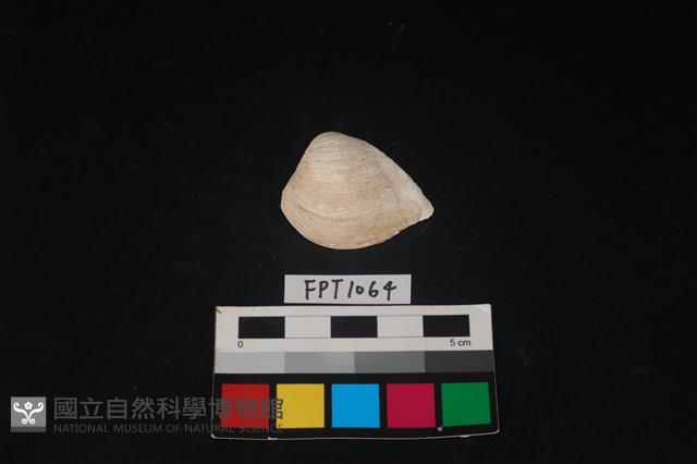 貝殼藏品圖，第1張