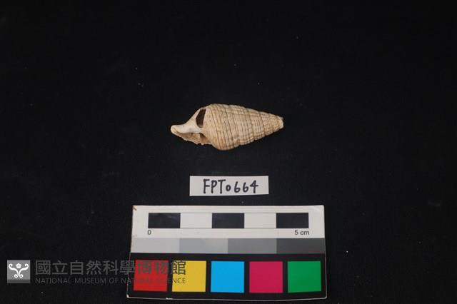 貝殼藏品圖，第1張