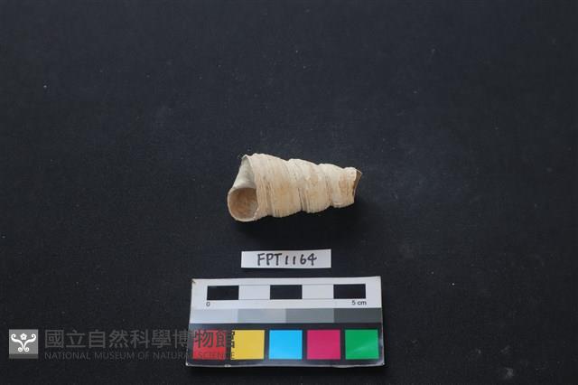 貝殼藏品圖，第1張