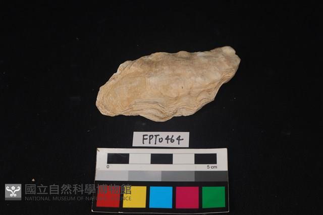 貝殼藏品圖，第1張