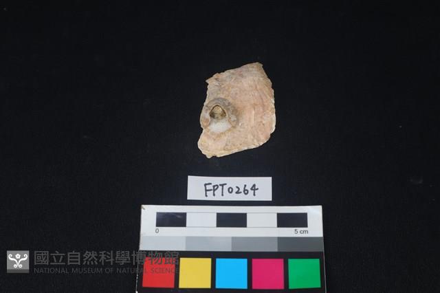 貝殼藏品圖，第1張