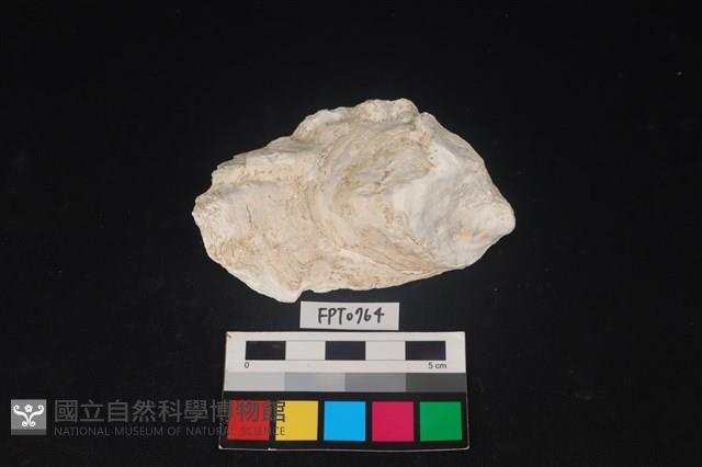 貝殼藏品圖，第1張