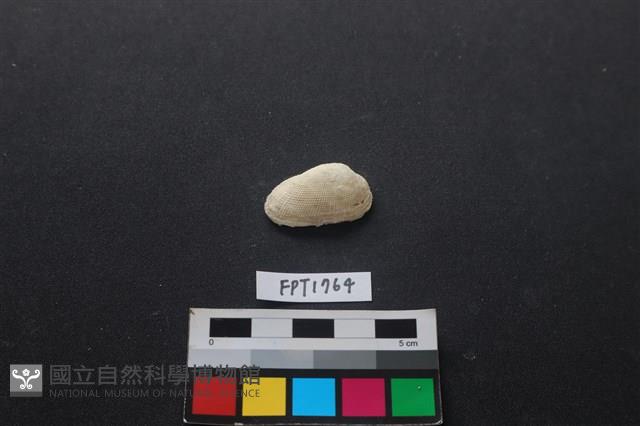 貝殼藏品圖，第1張