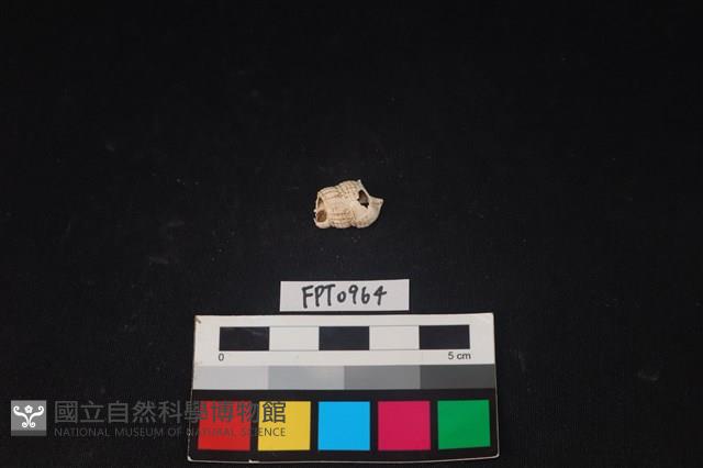 貝殼藏品圖，第1張