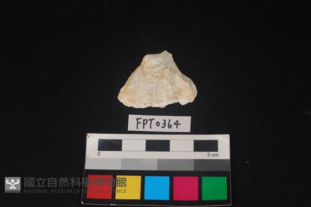 貝殼藏品圖，第1張