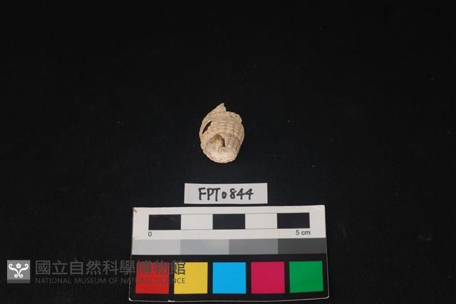 貝殼藏品圖，第1張