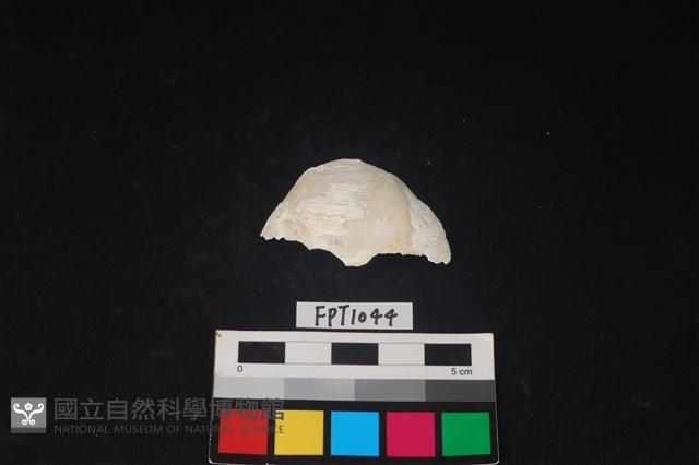 貝殼藏品圖，第1張
