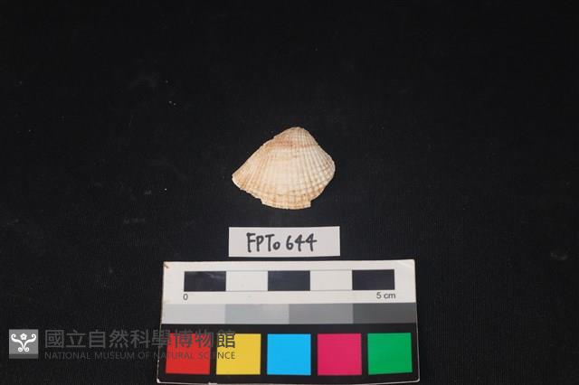 貝殼藏品圖，第1張