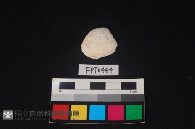貝殼藏品圖，第1張