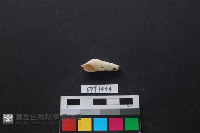 貝殼藏品圖，第1張