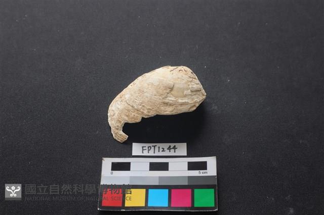 貝殼藏品圖，第1張