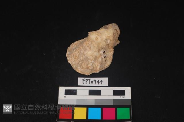 貝殼藏品圖，第1張