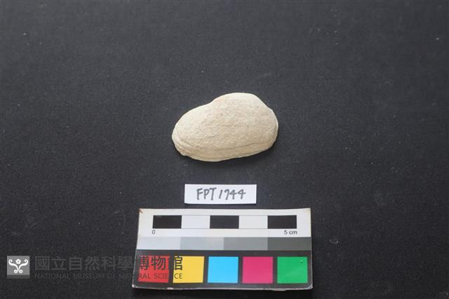 貝殼藏品圖，第1張