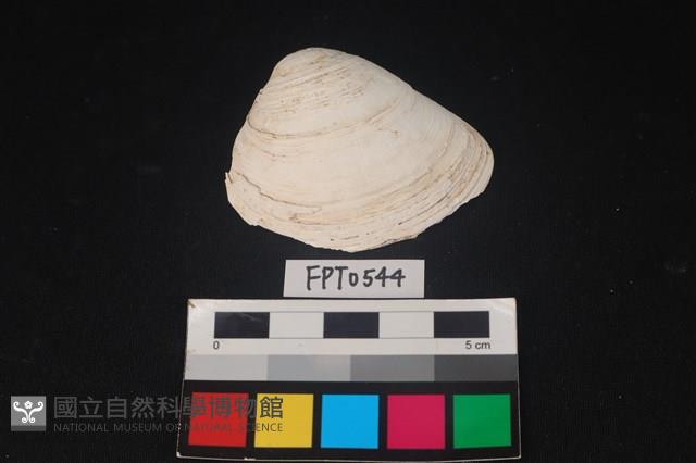 貝殼藏品圖，第1張