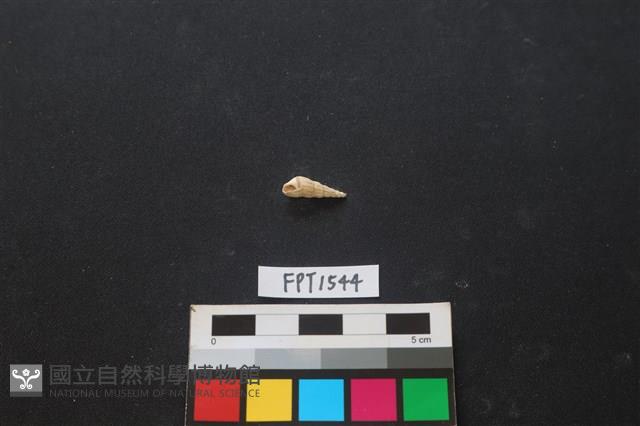 貝殼藏品圖，第1張