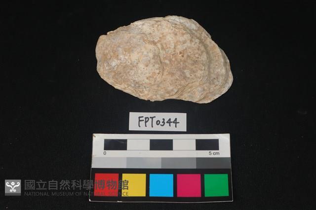 貝殼藏品圖，第1張