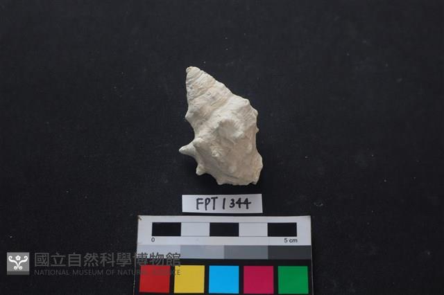 貝殼藏品圖，第1張