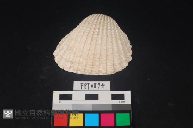 貝殼藏品圖，第1張