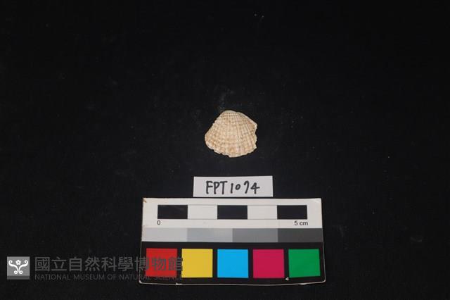 貝殼藏品圖，第1張