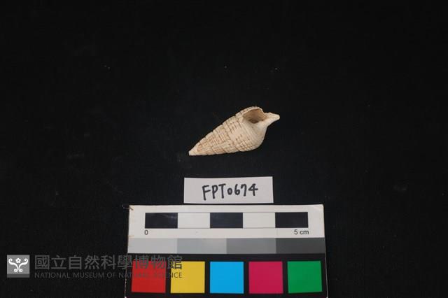 貝殼藏品圖，第1張