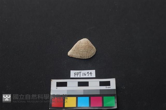 貝殼藏品圖，第1張