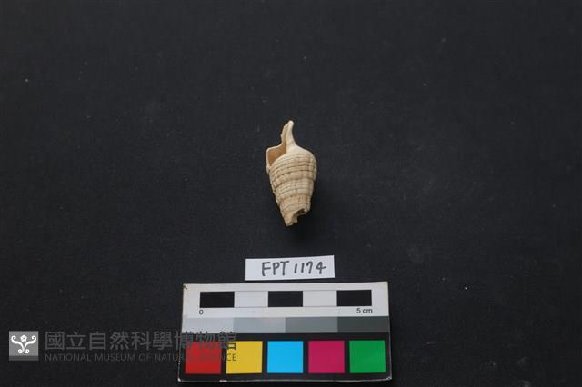 貝殼藏品圖，第1張