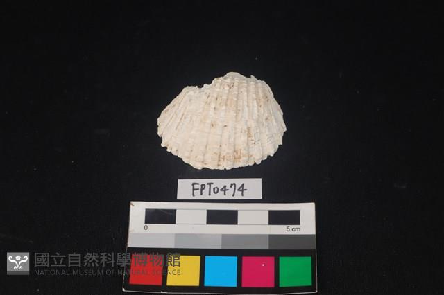 貝殼藏品圖，第1張