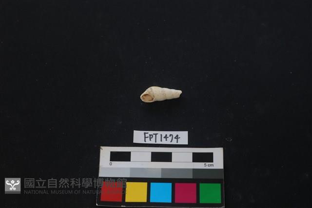 貝殼藏品圖，第1張
