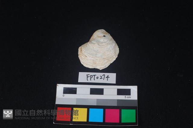 貝殼藏品圖，第1張
