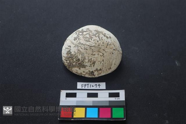 貝殼藏品圖，第1張