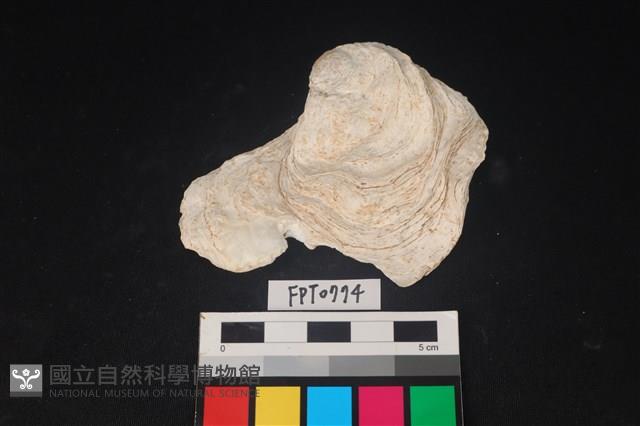 貝殼藏品圖，第1張