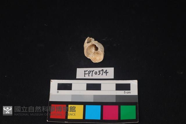 貝殼藏品圖，第1張