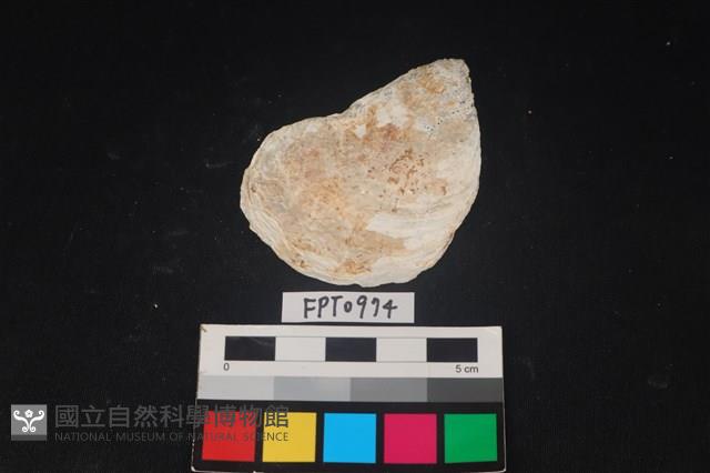 貝殼藏品圖，第1張
