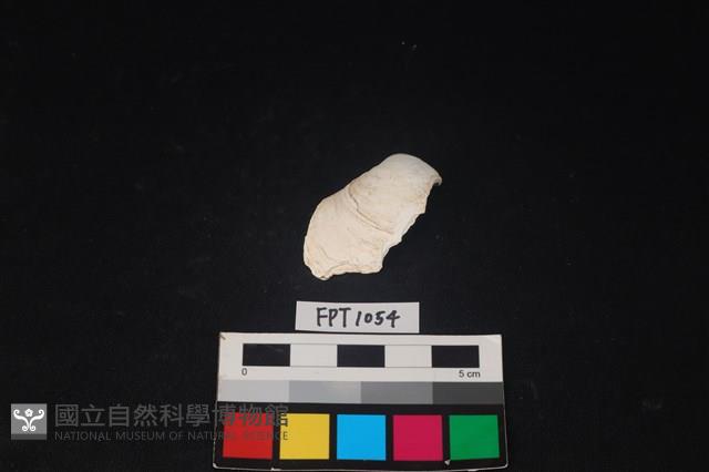貝殼藏品圖，第1張