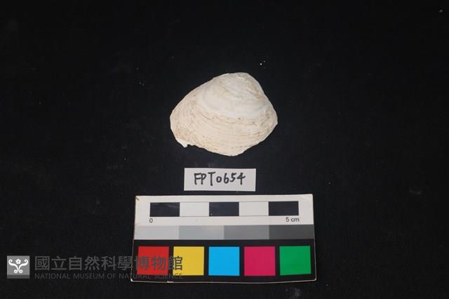 貝殼藏品圖，第1張